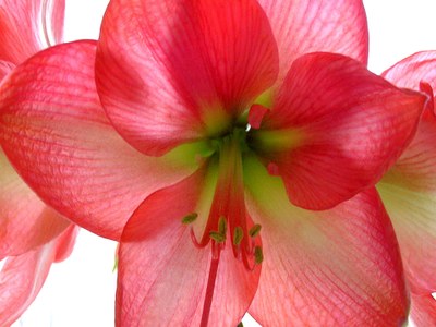 'Appleblossom' amaryllis