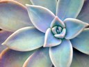 Succulent Succulent