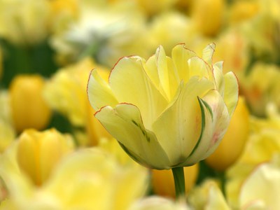 Akebono Darwin Hybrid tulip