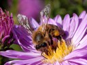 Bee on aster Bee on aster