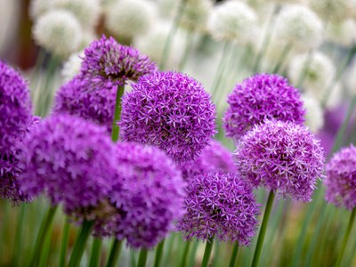 Ornamental alliums