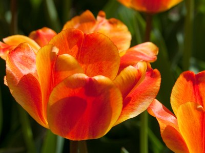 'Apeldoorn Elite' Darwin hybrid tulip