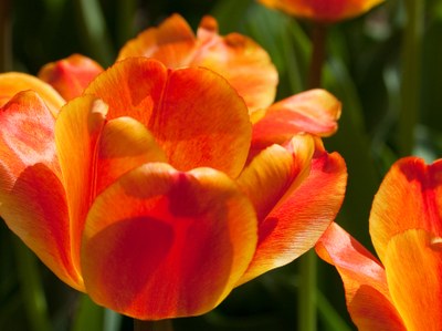 'Apeldoorn Elite' Darwin hybrid tulip