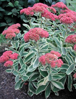 Autumn Charm™ sedum