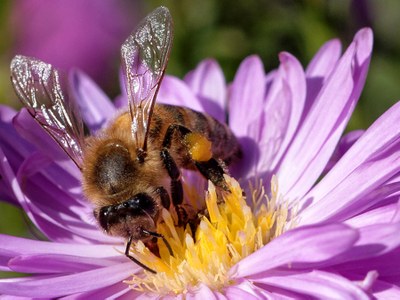 Bee on flower
