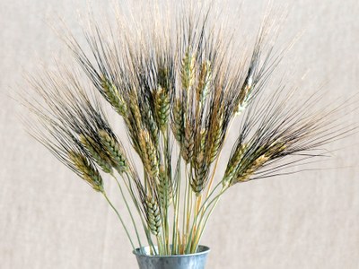 'Black Tip' wheat