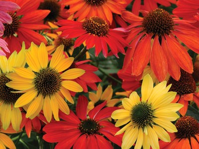 'Cheyenne Spirit' coneflower