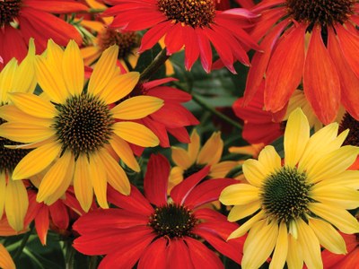 'Cheyenne Spirit' coneflower