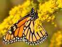 Monarch butterfly Monarch butterfly
