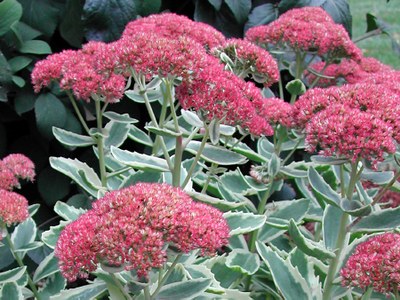 Sedum