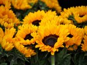 Sunflowers Sunflowers