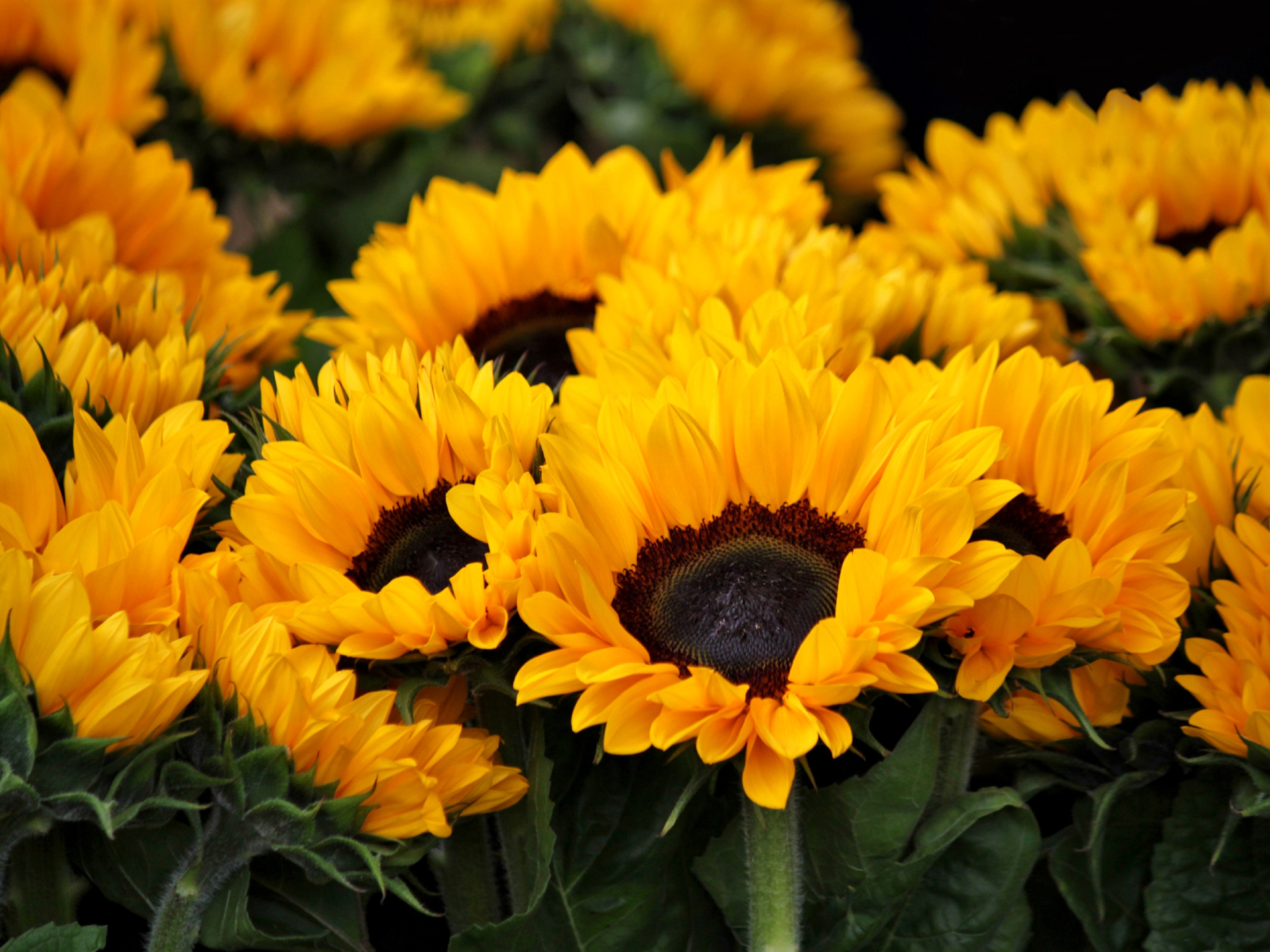 Sunflowers