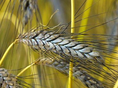 'Black Emmer' wheat
