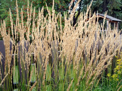Feather Reed Grass