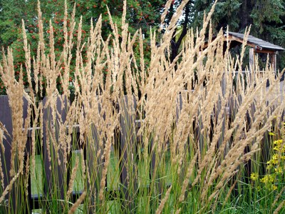 'Karl Foerster' feather reed grass