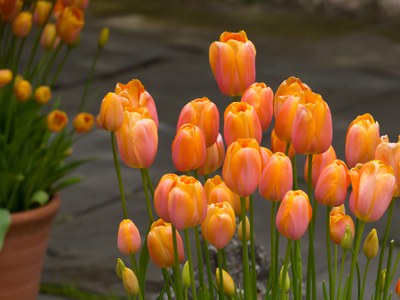 Potted tulips