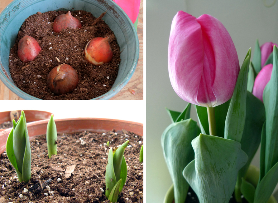 Forcing tulips