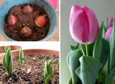 Forcing tulips