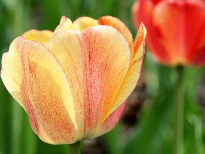 'Gudoshnik' Darwin hybrid tulip