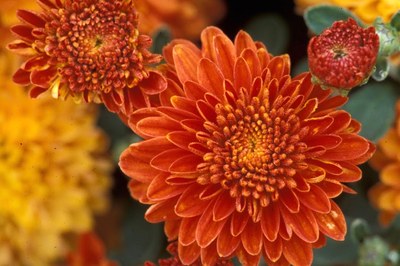 'Inca' chrysanthemum
