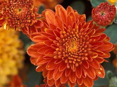 'Inca' chrysanthemum