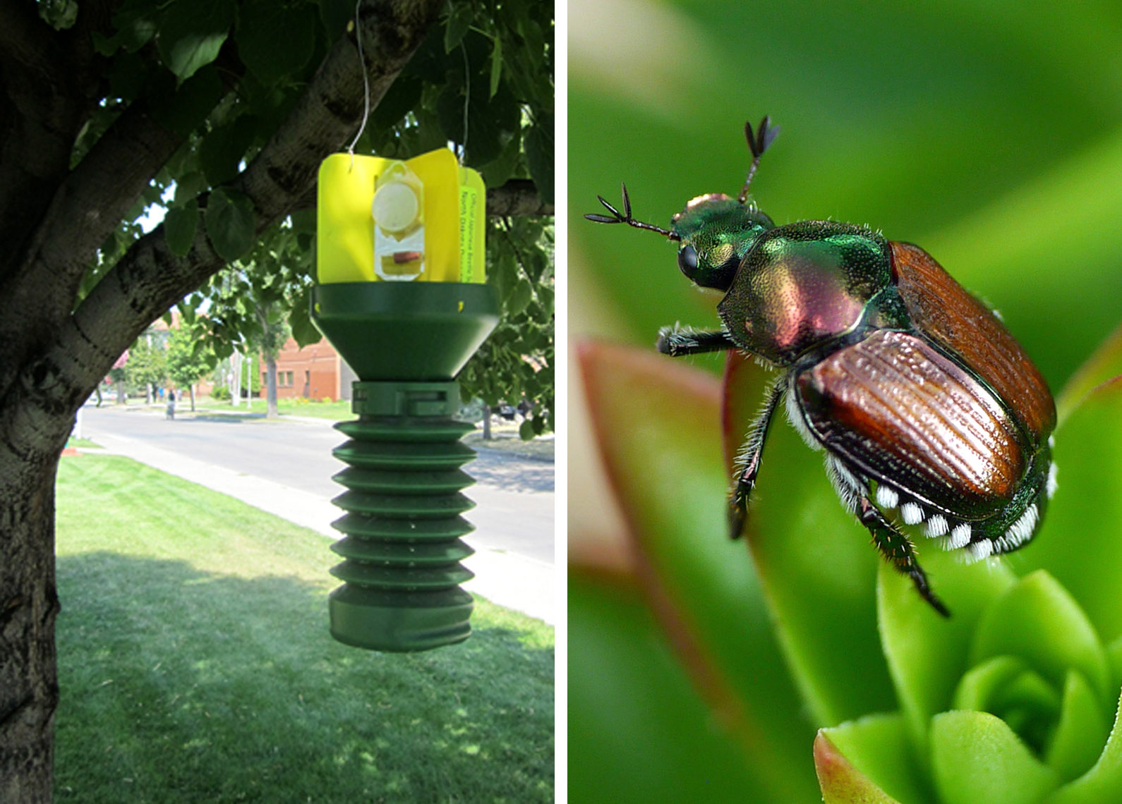 Japanese beetle trap