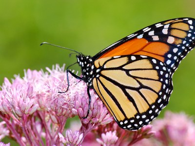 Monarch butterfly