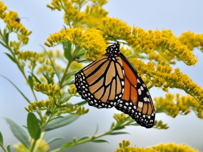 Monarch on butterfly