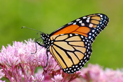 monarch on milkweed