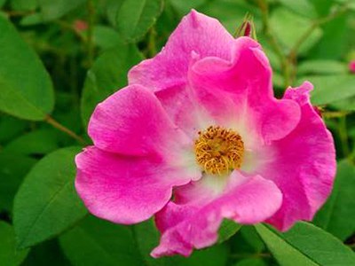 'Nearly Wild' rose