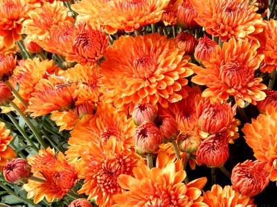 Orange chrysanthemums
