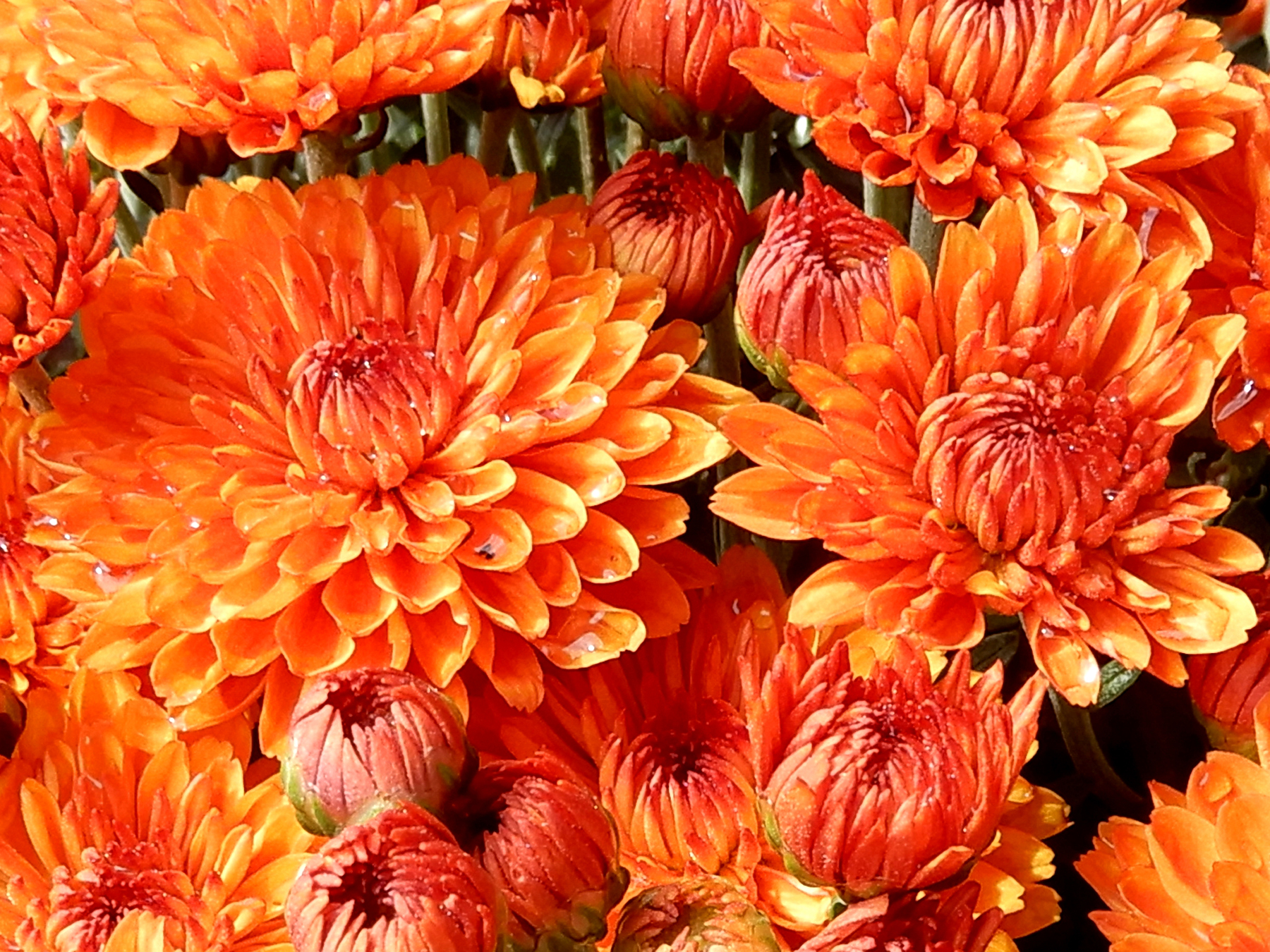 Orange chrysanthemums