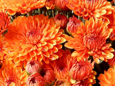 Orange chrysanthemums