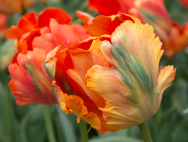 'Orange Favorite' parrot tulip