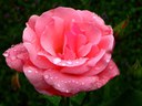 Pink rose Pink rose