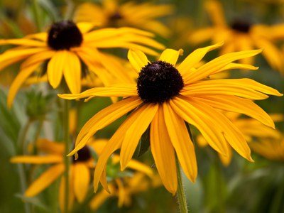 Rudbeckia