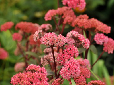 Red-stemmed Sedum