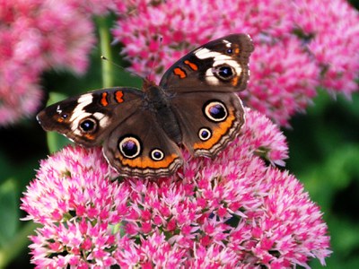 Butterfly on Sedum