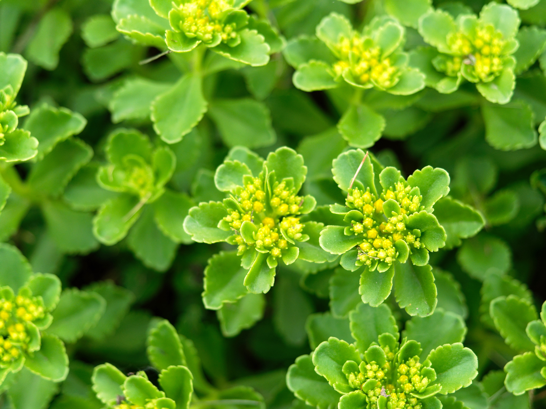 Sedum groundcover