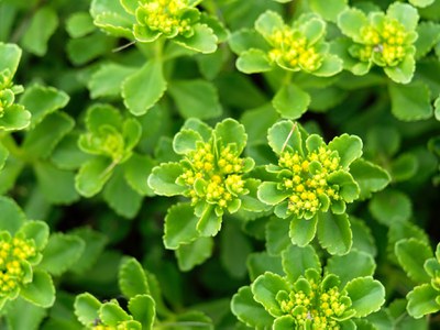 Sedum groundcover