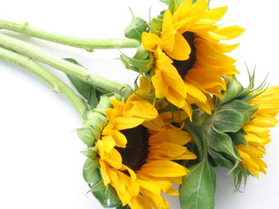 Cut sunflowers