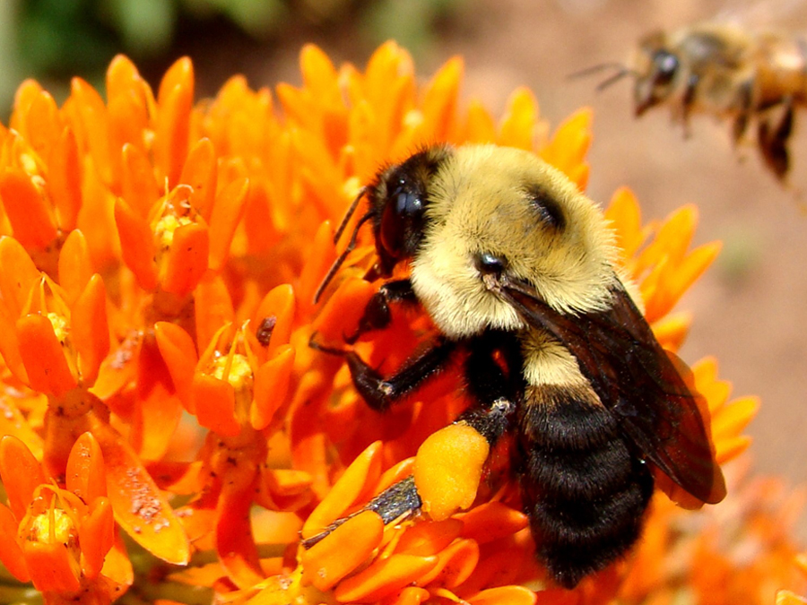 Bee on butterfly weed