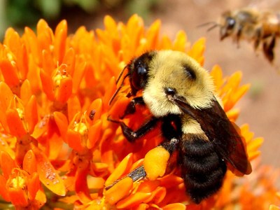 Bee on butterfly weed