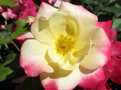 Campfire shrub rose