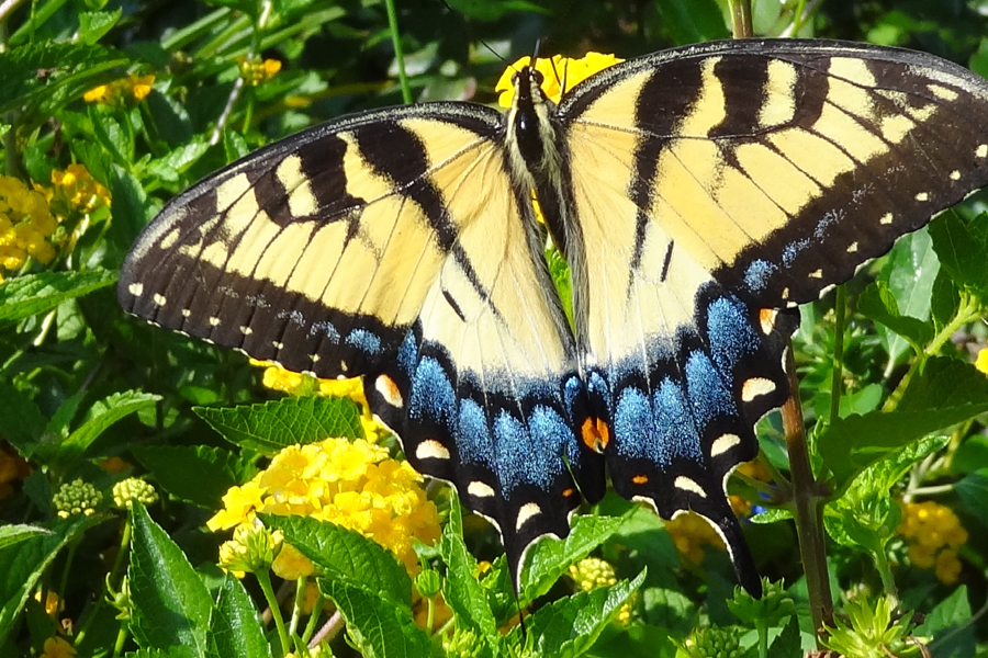 Swallowtail