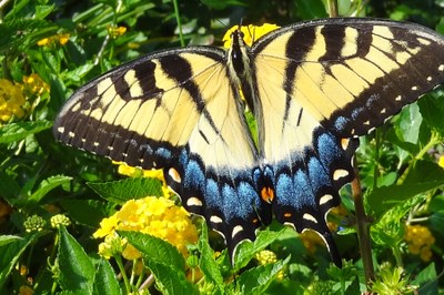 Swallowtail