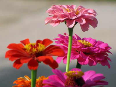 Zinnias
