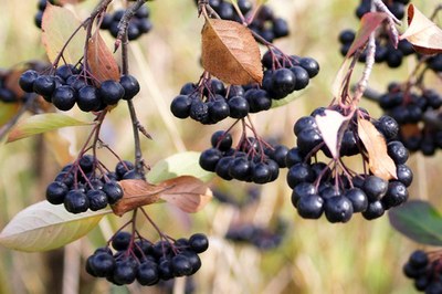 Aronia