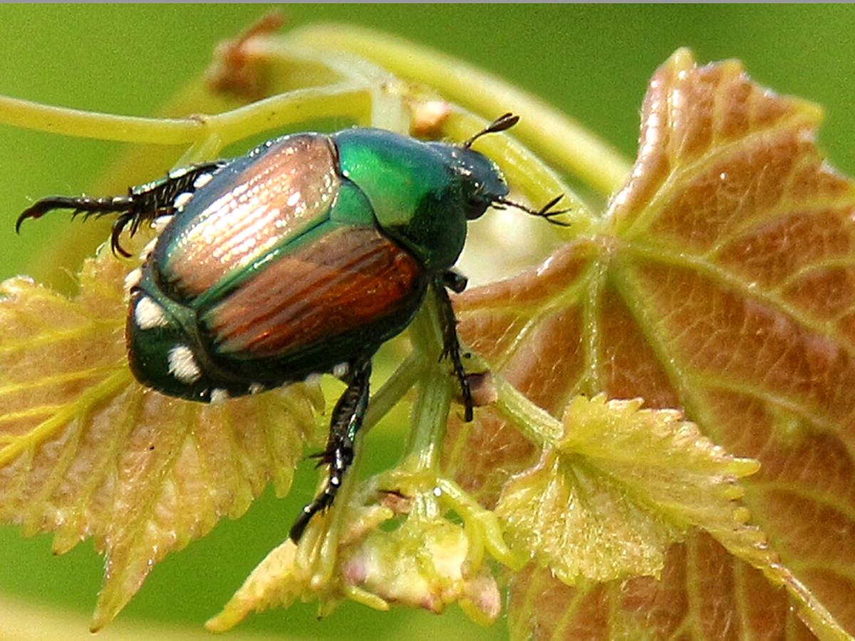 Japanese beetle on grape