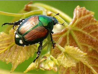 Japanese beetle on grape